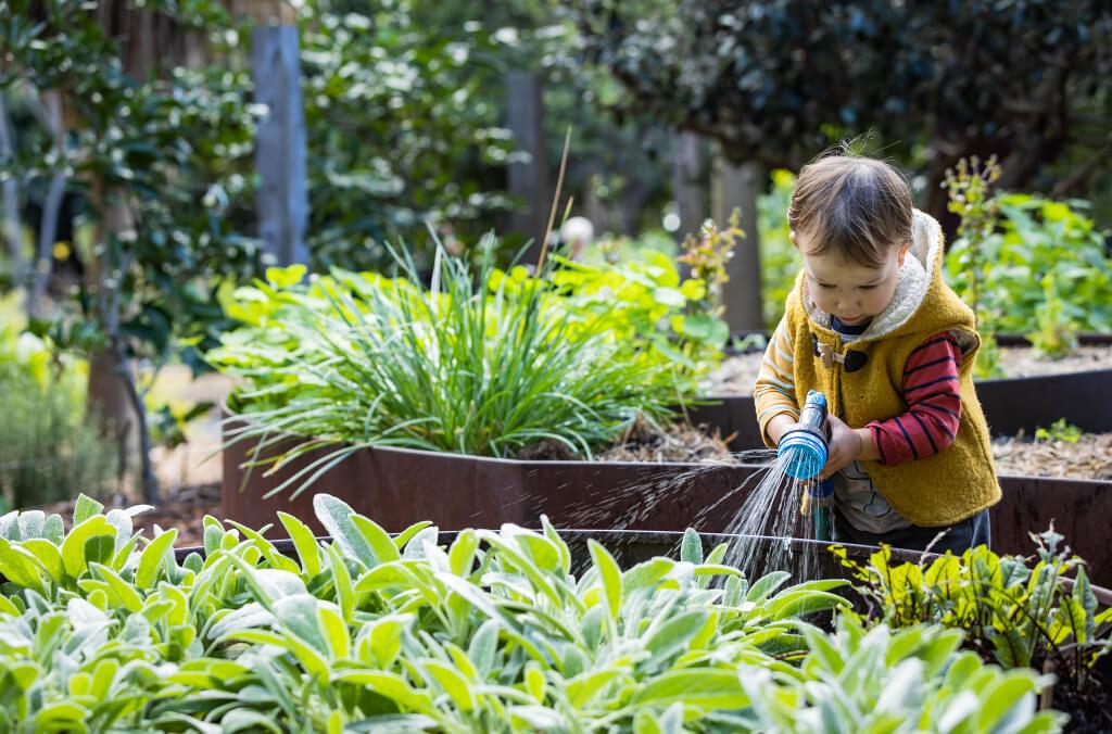 rbg seedlings kid watering garden close up shot 