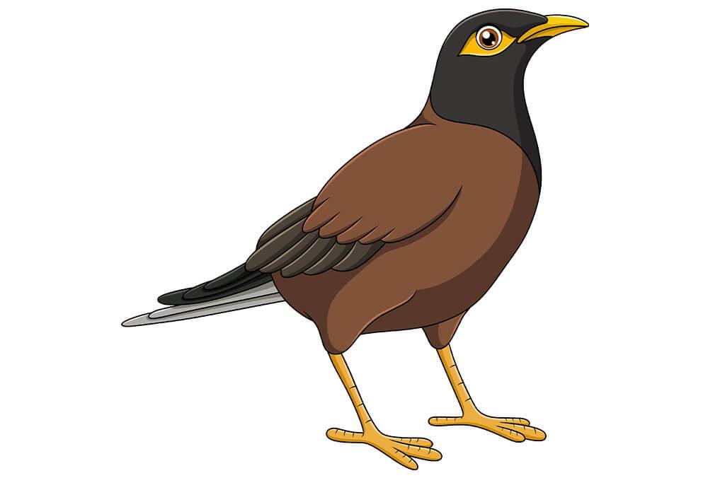 Indian Mynah (Acridotheres tristis)