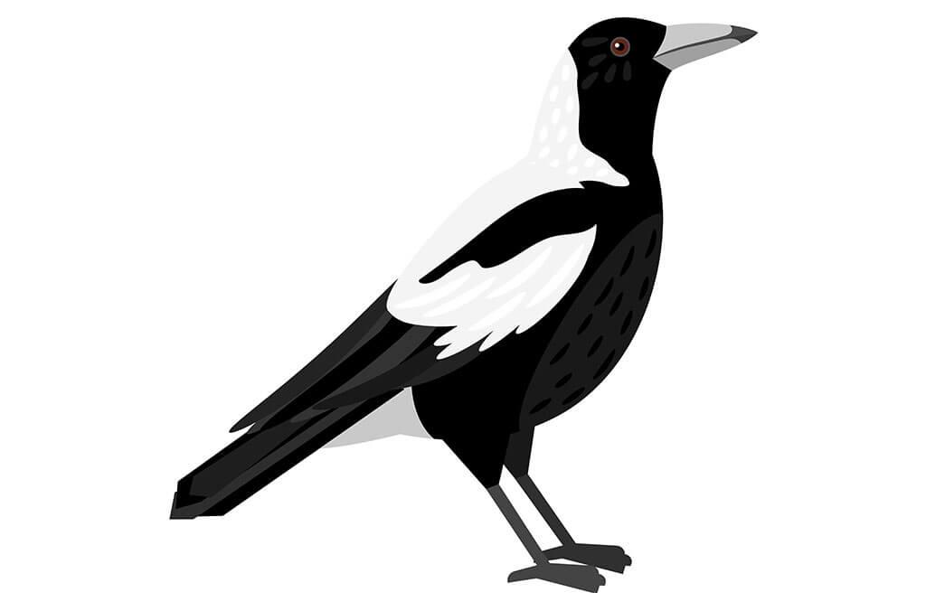 Magpie (Gymnorhina tibicen)