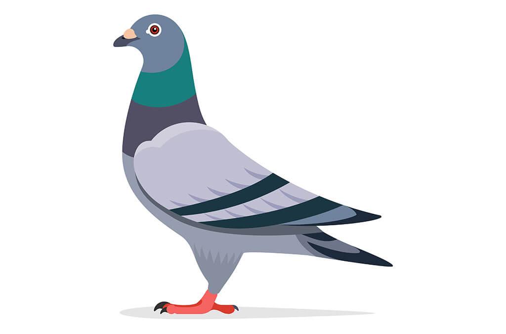 Pigeon (Columba livia)