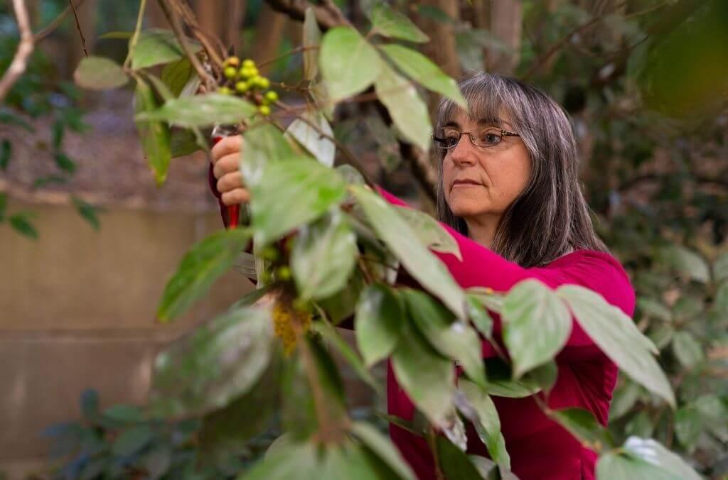 Staff-Karen-Sommerville-rainforest-1024x676.jpg