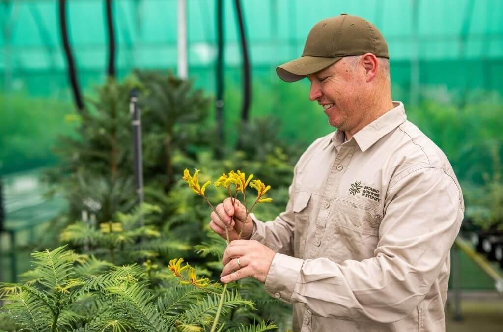 Staff-Ryan-Newett-nursery-kangaroo-paw-1024x676.jpg