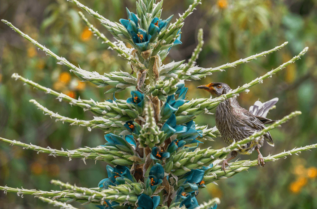 Bird sitting on a blue spikey plant