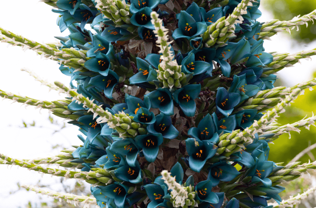 Bright blue cupped flowers with orange pollen