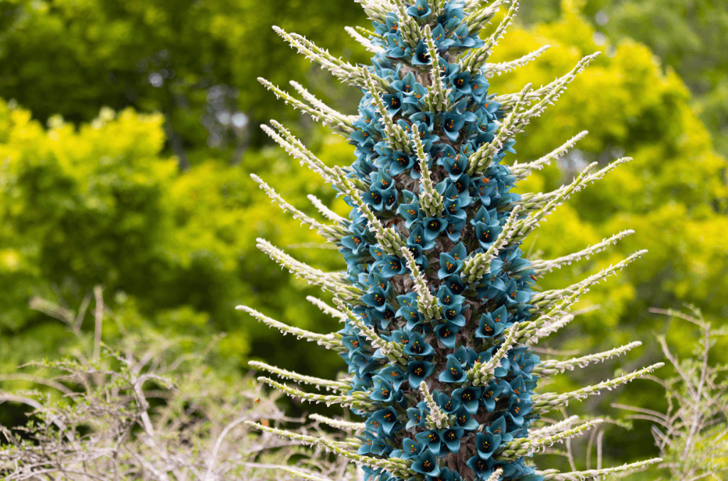 Tall bright blue alien-like plant