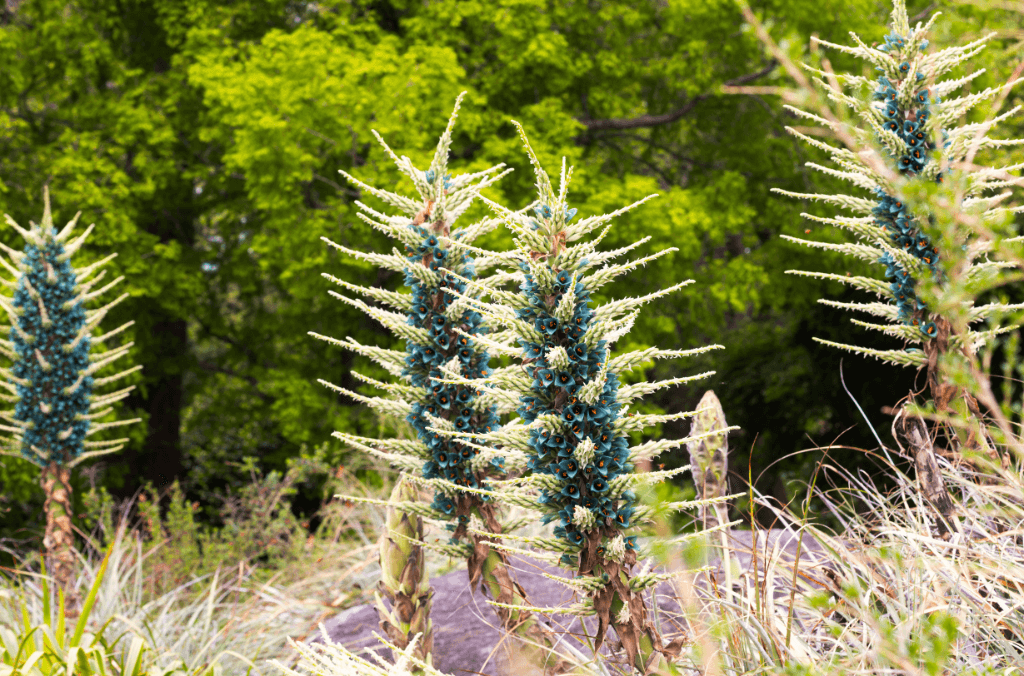 Tall bright blue alien-like flowers with spikes