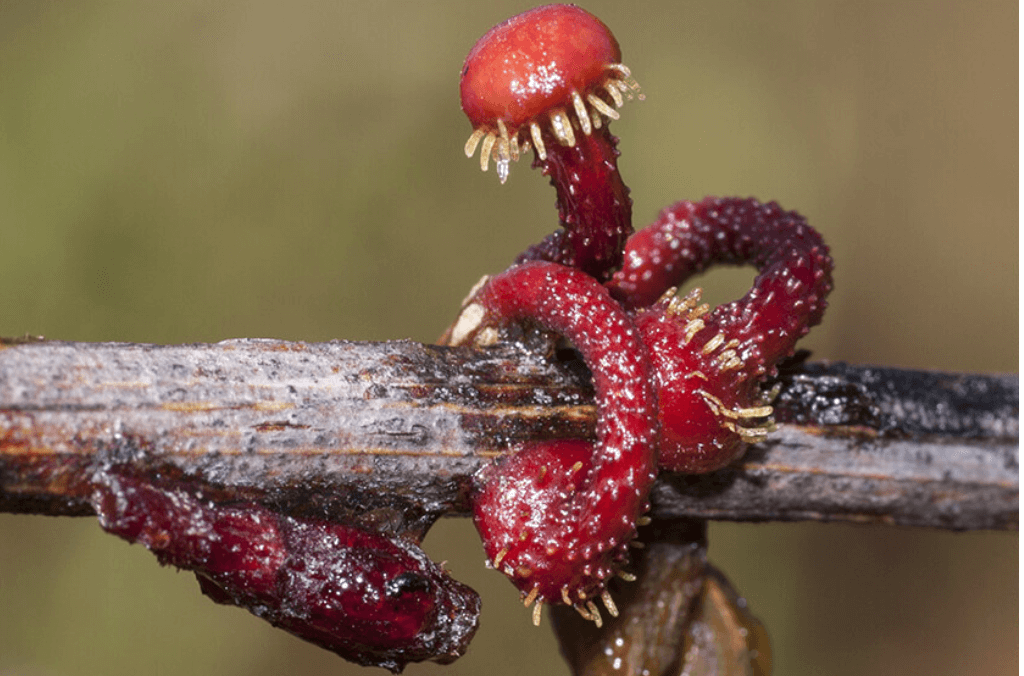 Bright red mistletoe parasite wrapped around a branch