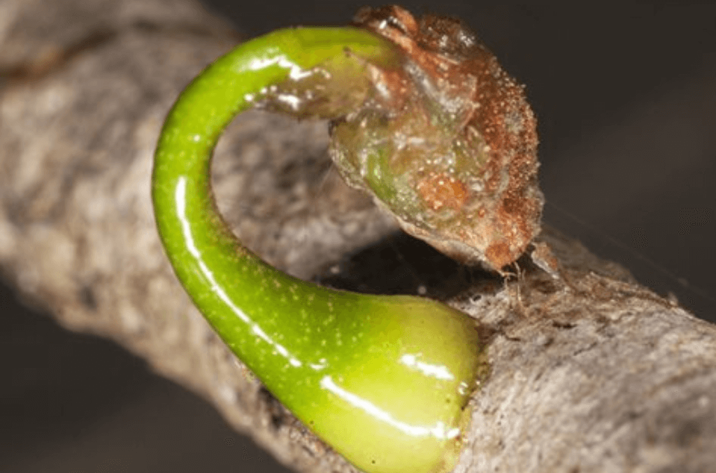 Bright green sapling attached to tree branch