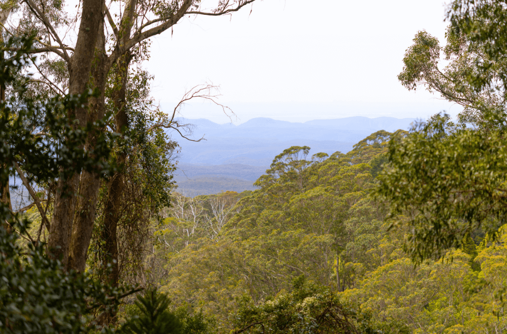 Tall gree trees with a mountain in the background