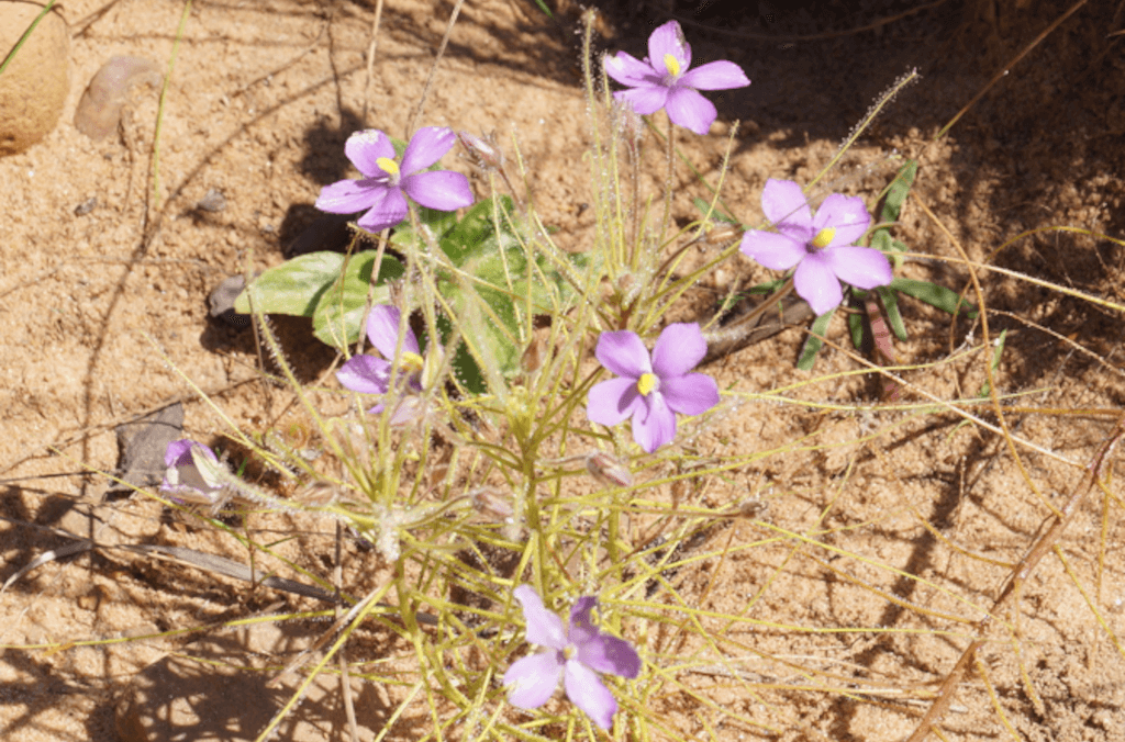 Science-plant-discovery-purple-flower-close-up-1024x676.PNG