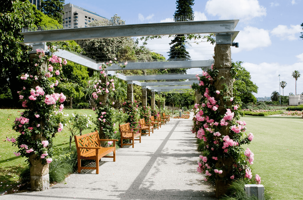 rose garden
